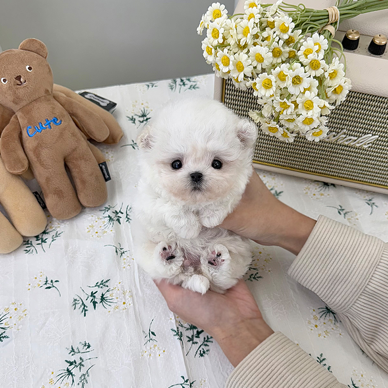 미니 비숑