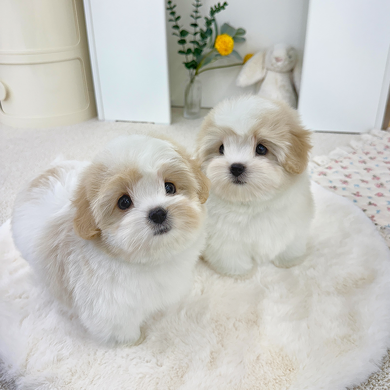 꼬똥 드 툴레아