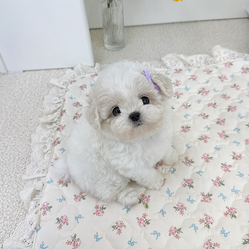 미니 비숑