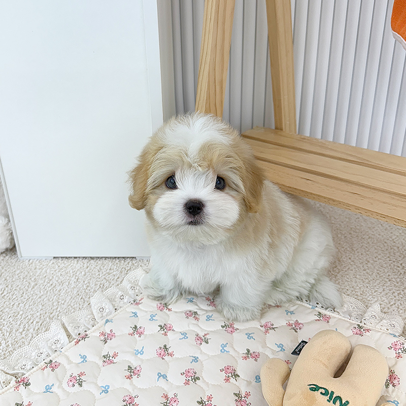 꼬똥 드 툴레아
