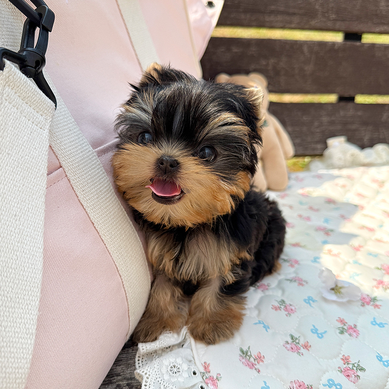 요크셔 테리어