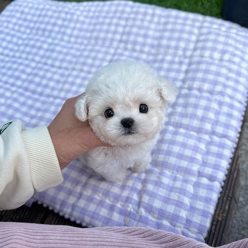 미니 비숑