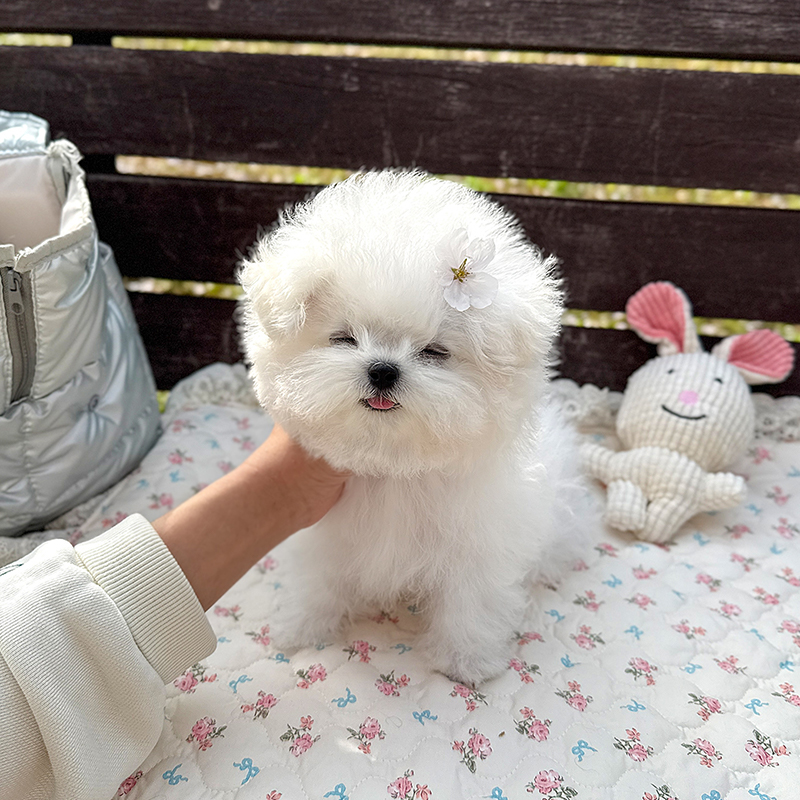 미니 비숑