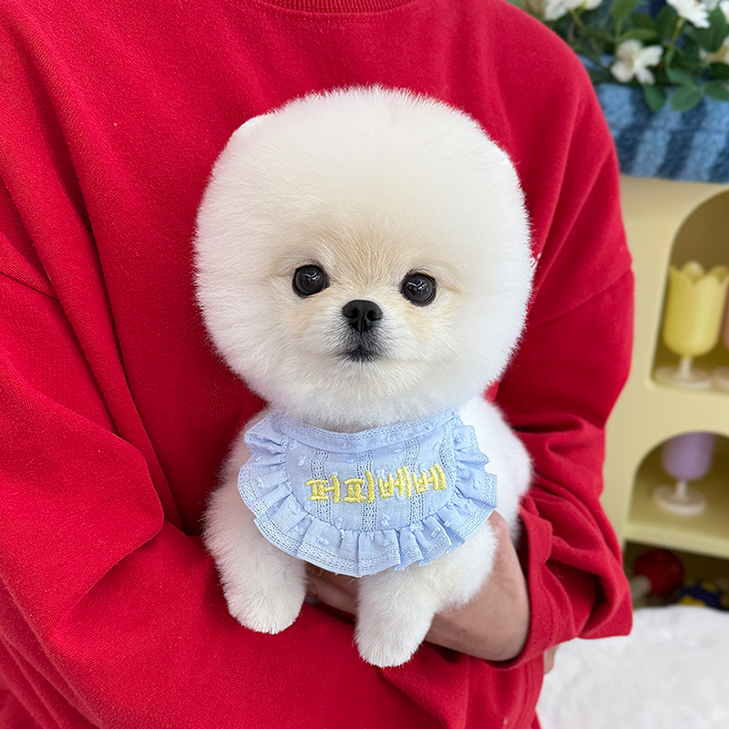 포메라니안