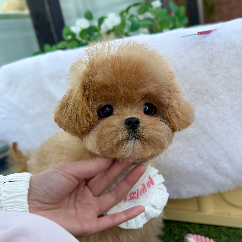 말티푸