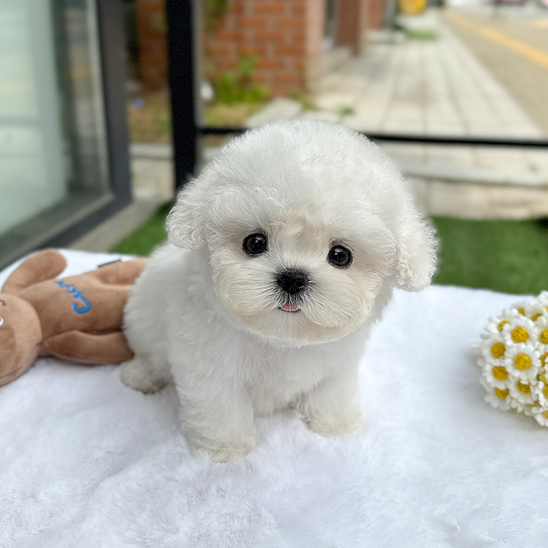 미니 비숑