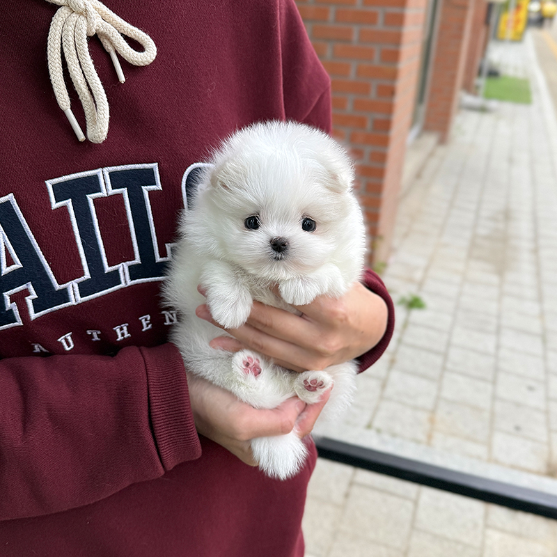 말티폼
