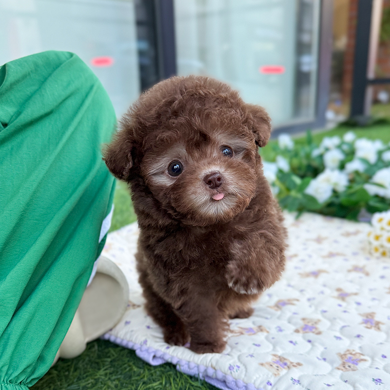 토이 푸들