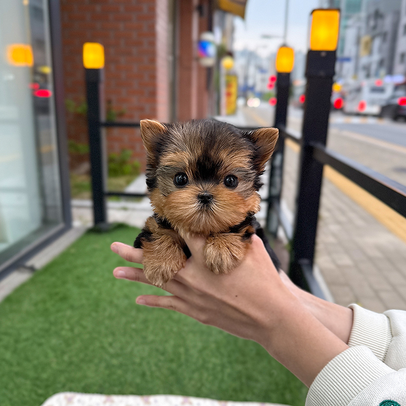 요크셔 테리어