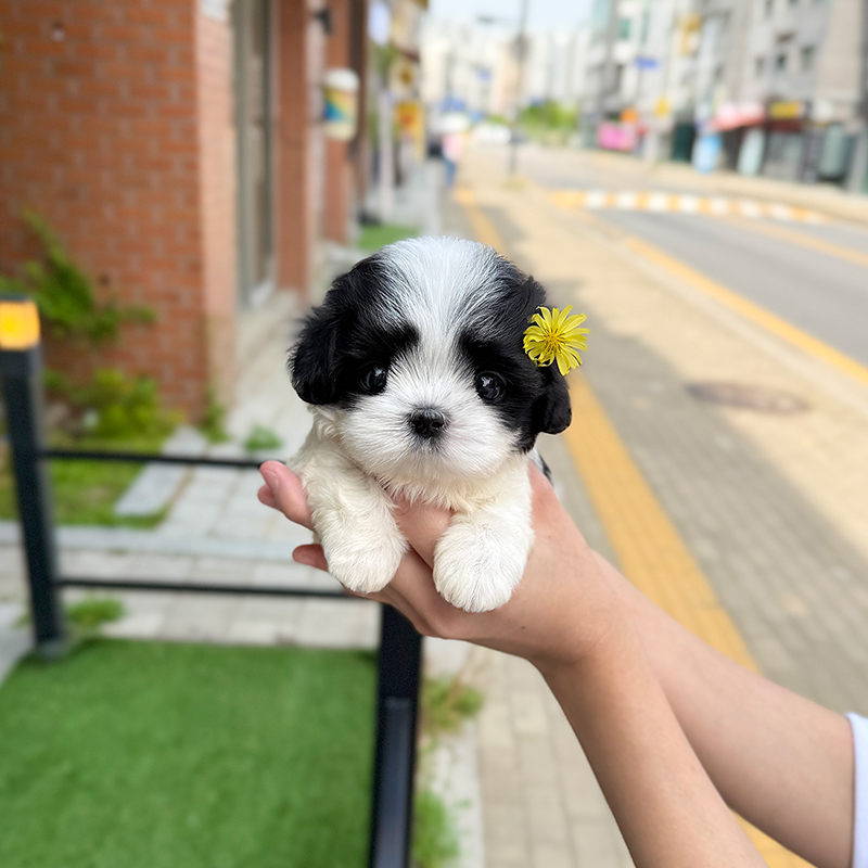 말티푸