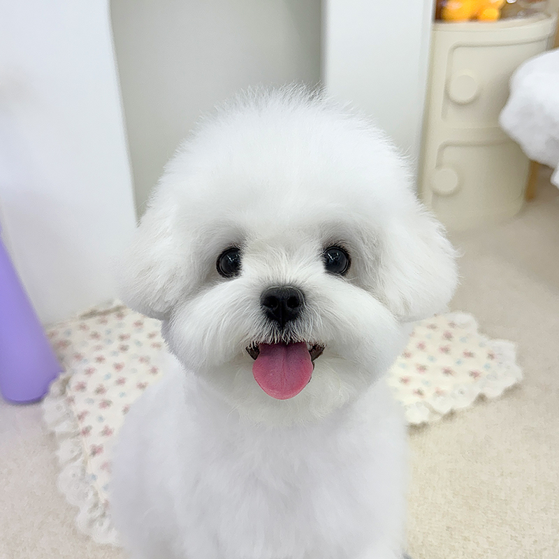 미니 비숑