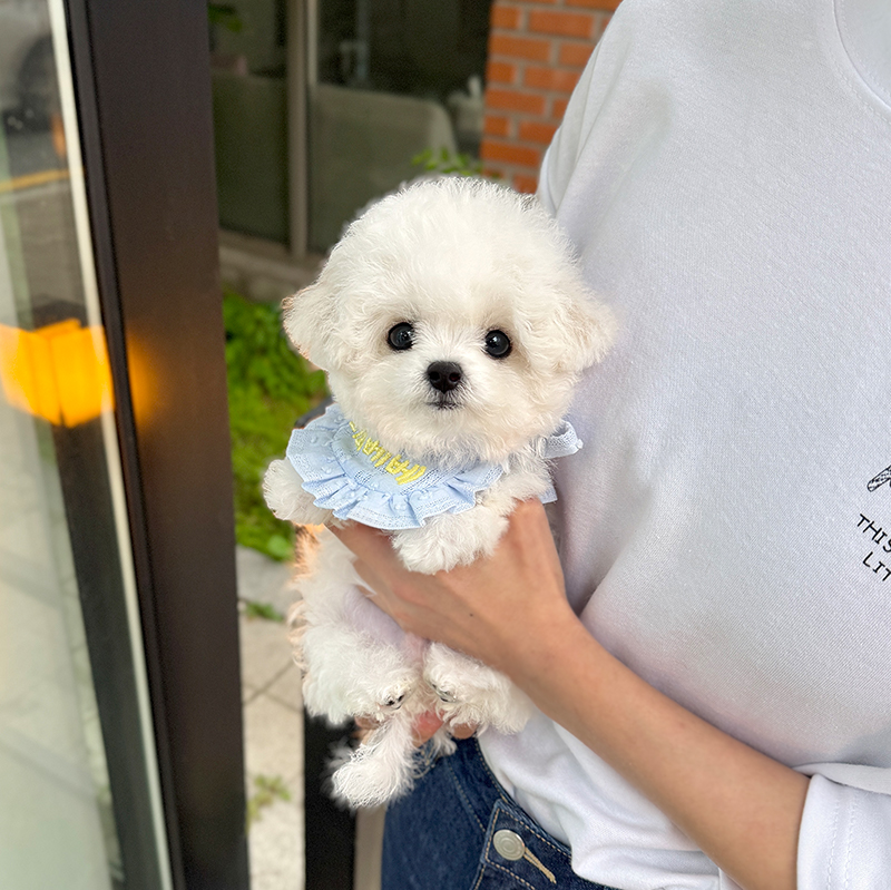 미니 비숑