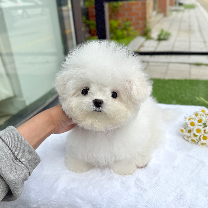 미니 비숑