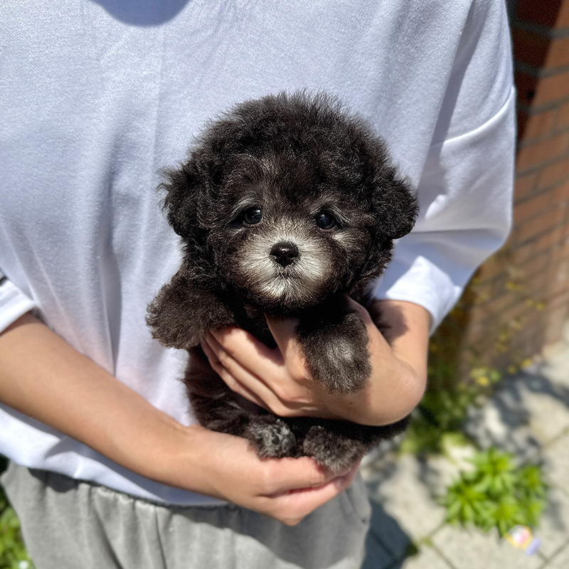 라이트 실버 푸들