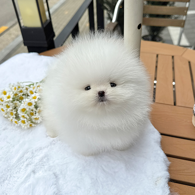 포메라니안