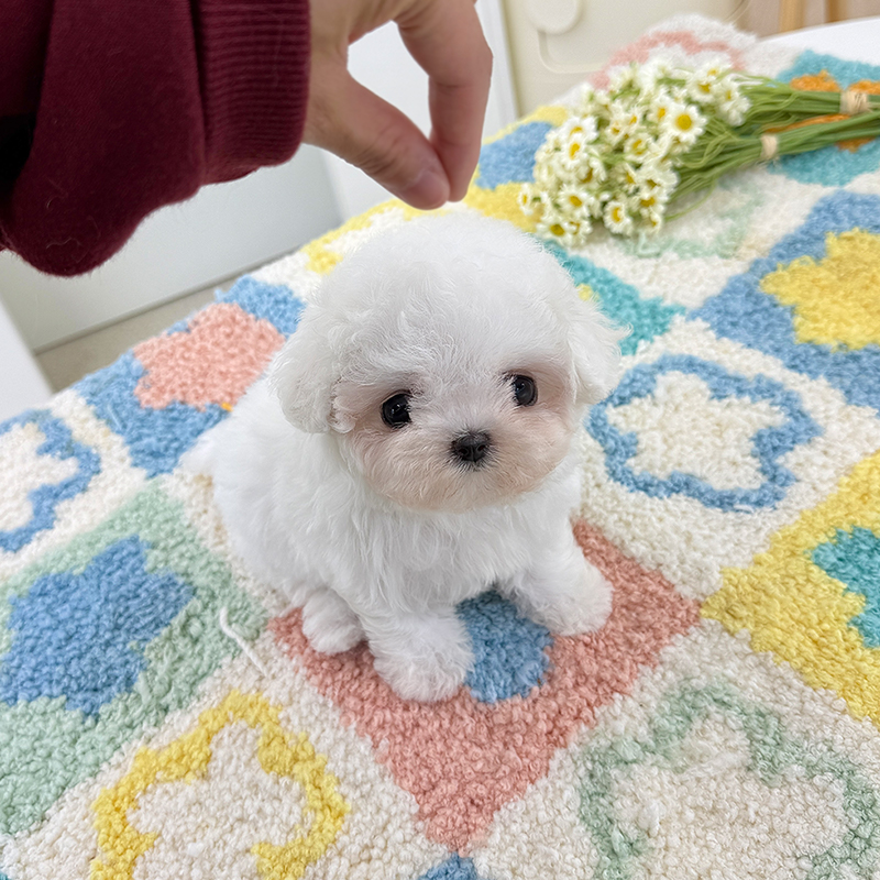미니 비숑
