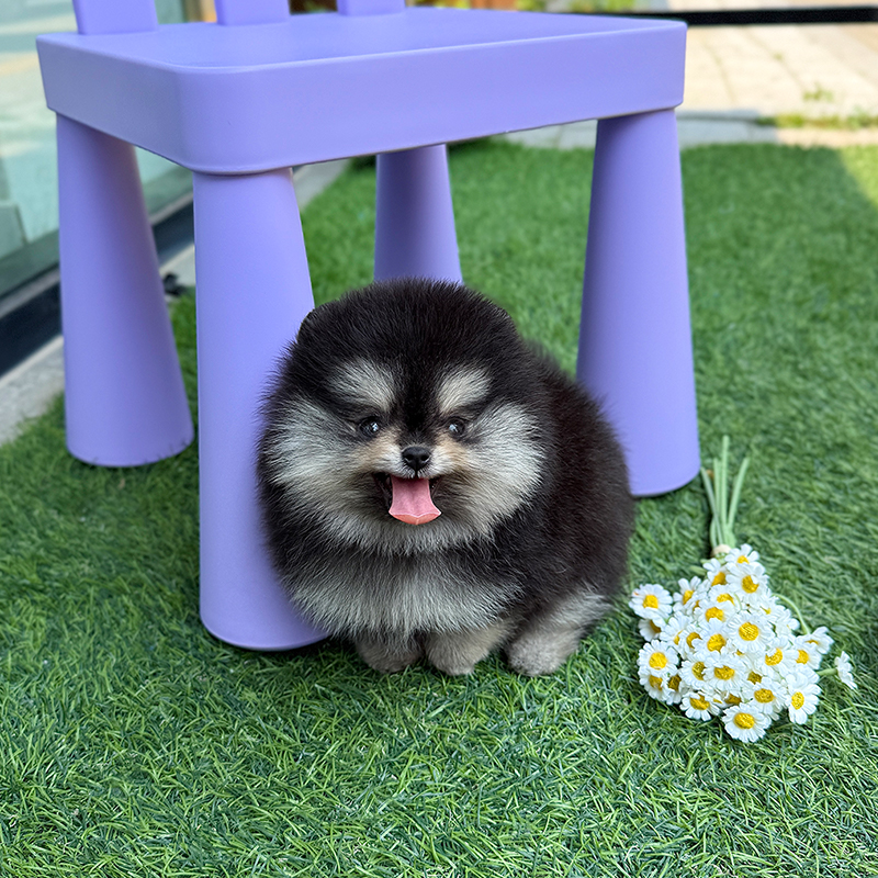 포메라니안