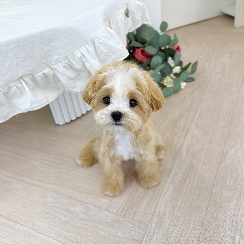 말티푸