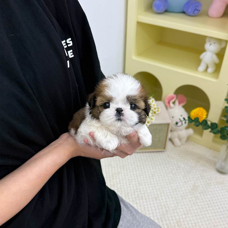 시 츄
