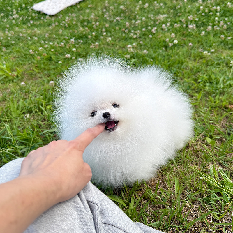 포메라니안