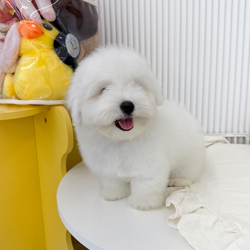 꼬똥 드 툴레아