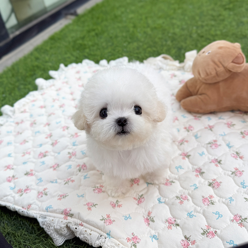 미니 비숑