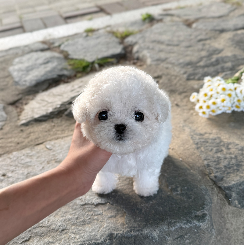 미니 비숑