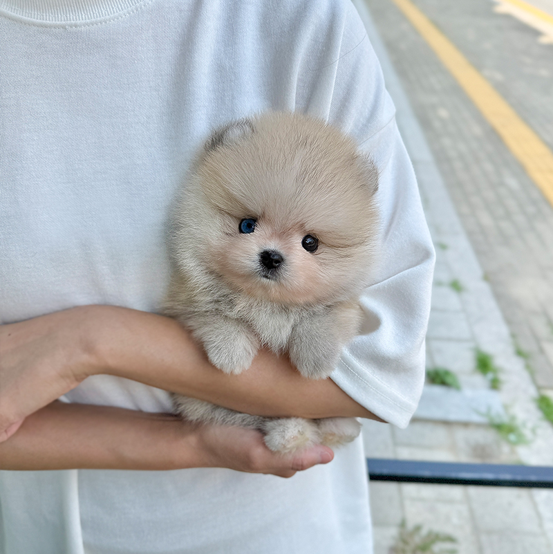 폼스키