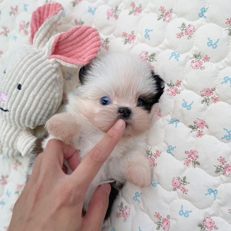 시 츄