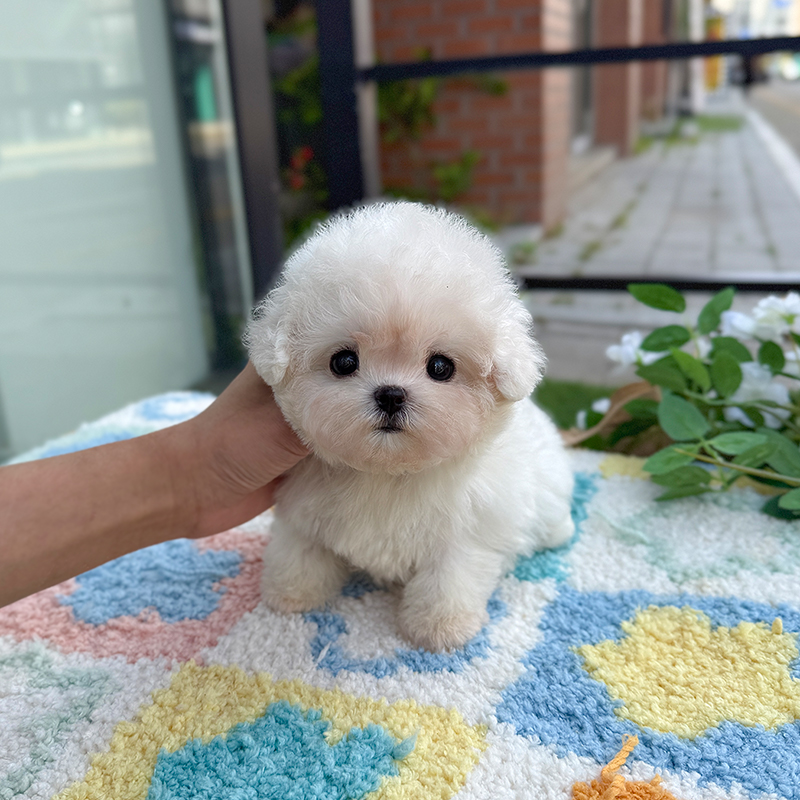 미니 비숑