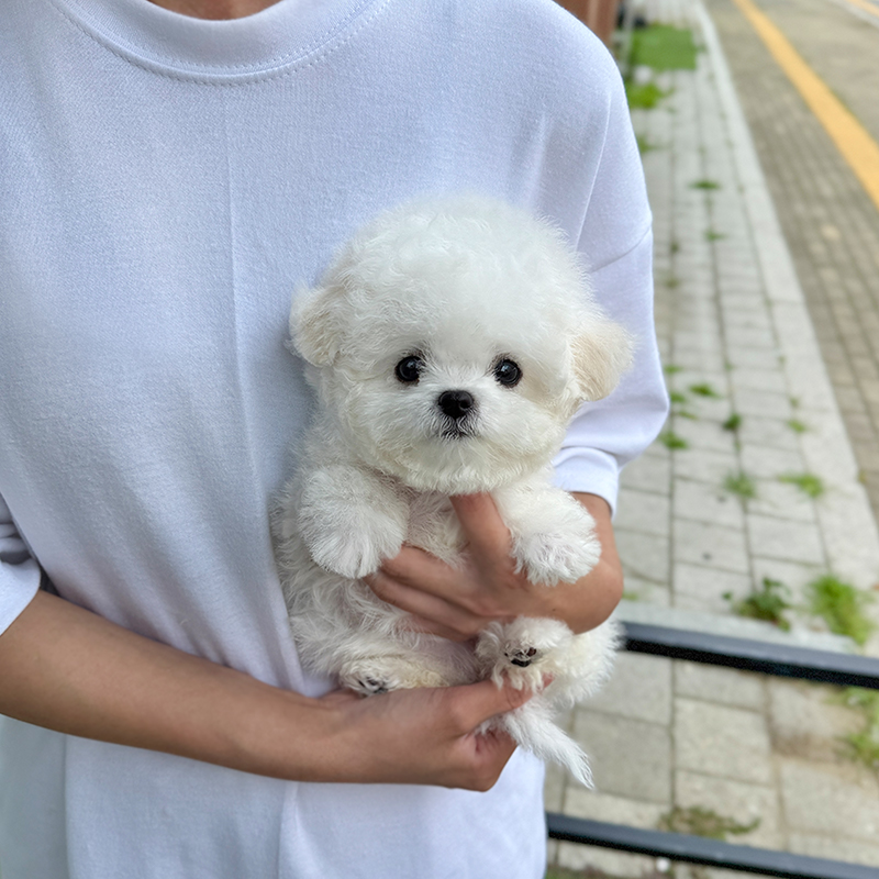 미니 비숑