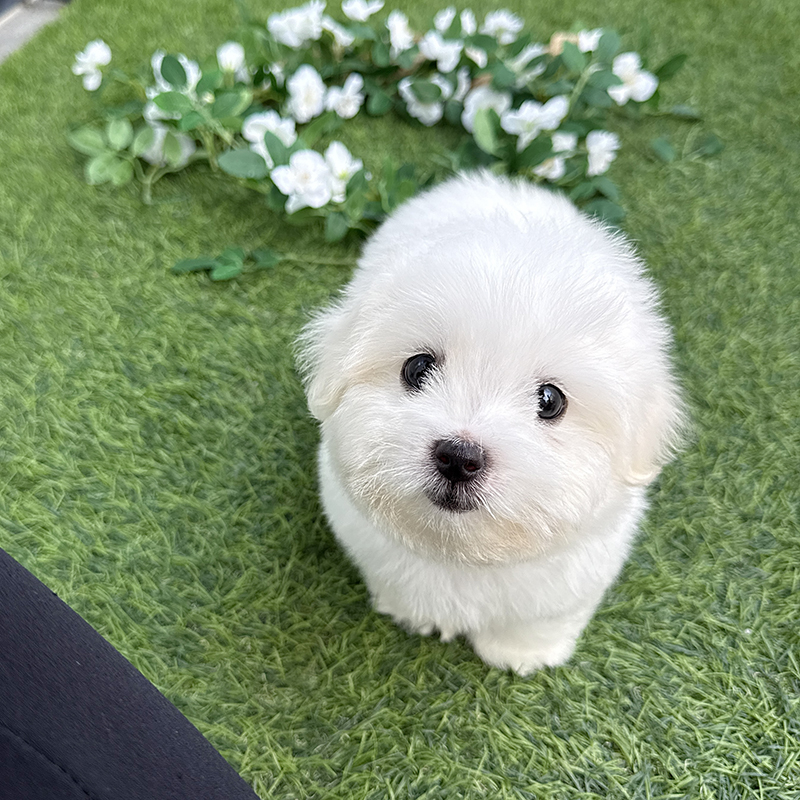꼬 숑