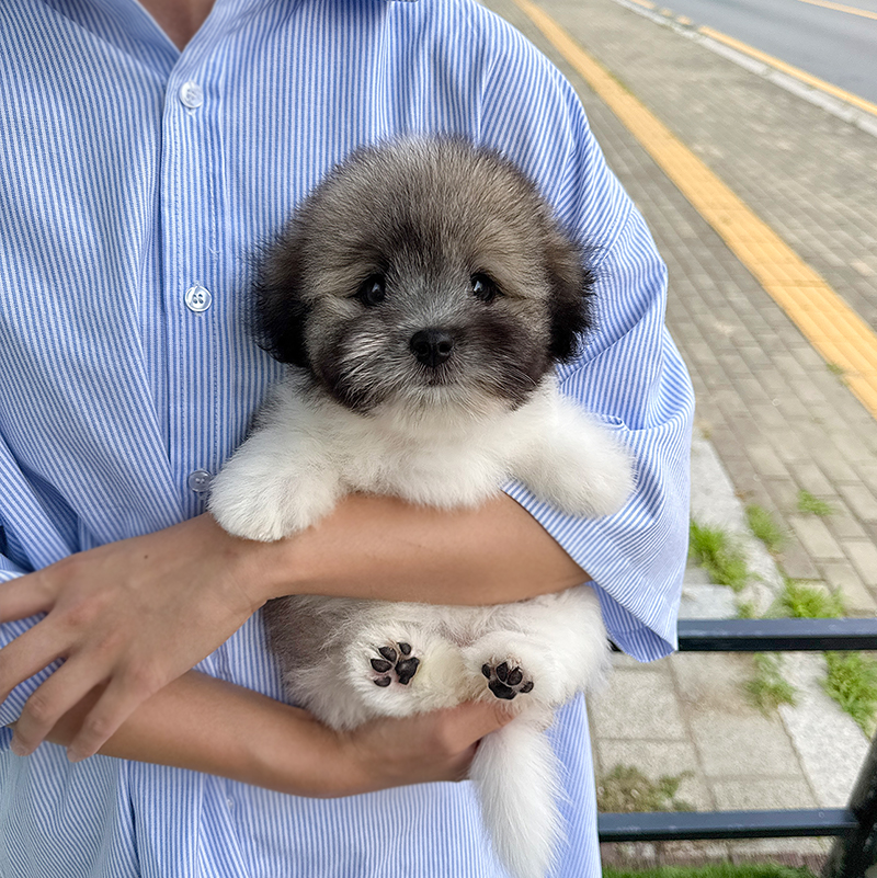 꼬똥 드 툴레아