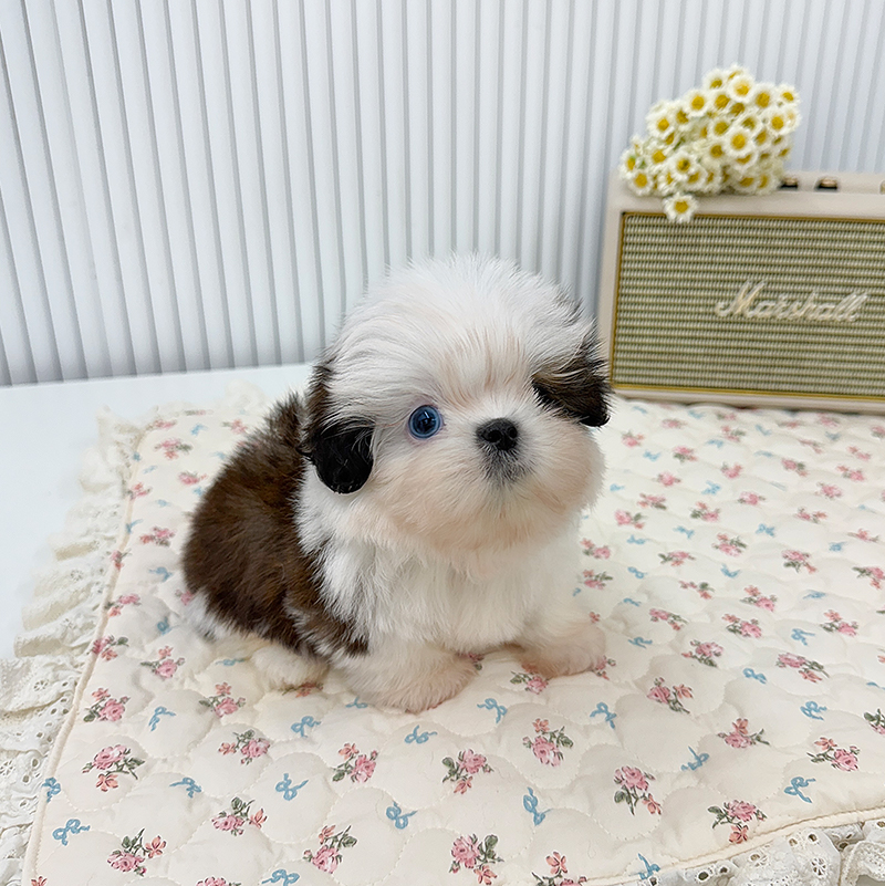 시 츄