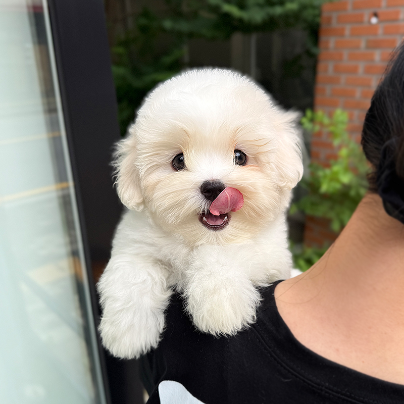 꼬똥 드 툴레아