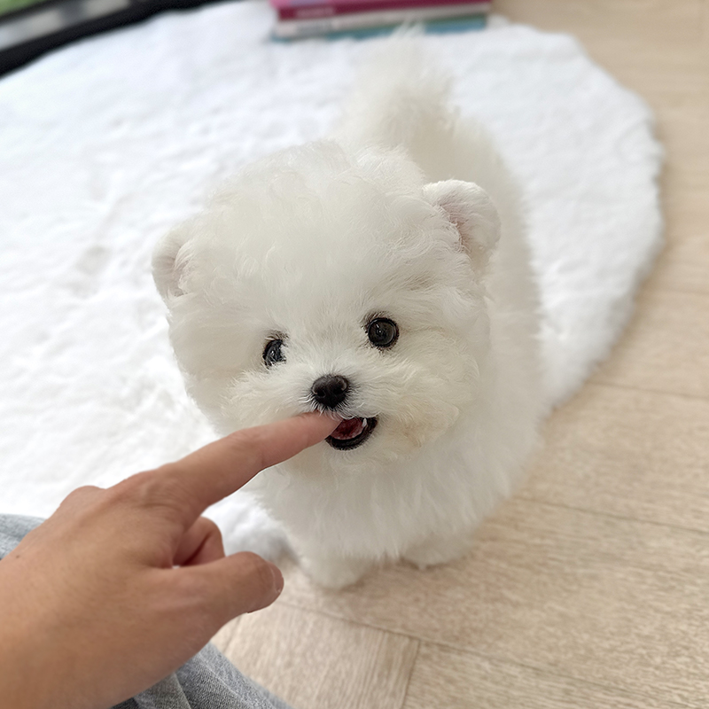 미니 비숑