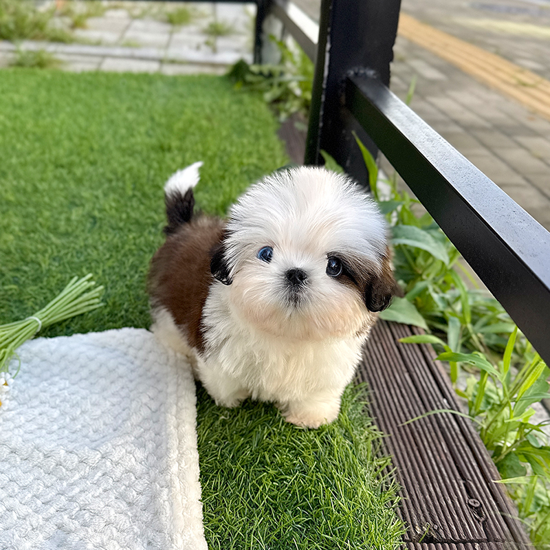 시 츄