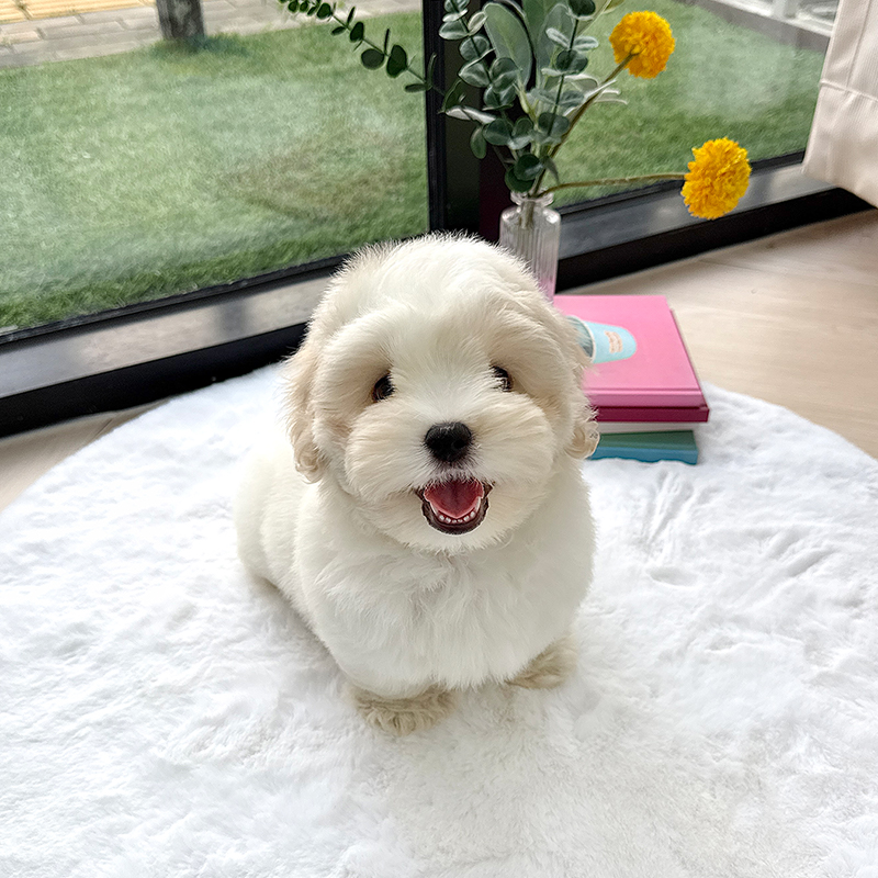 꼬똥 드 툴레아