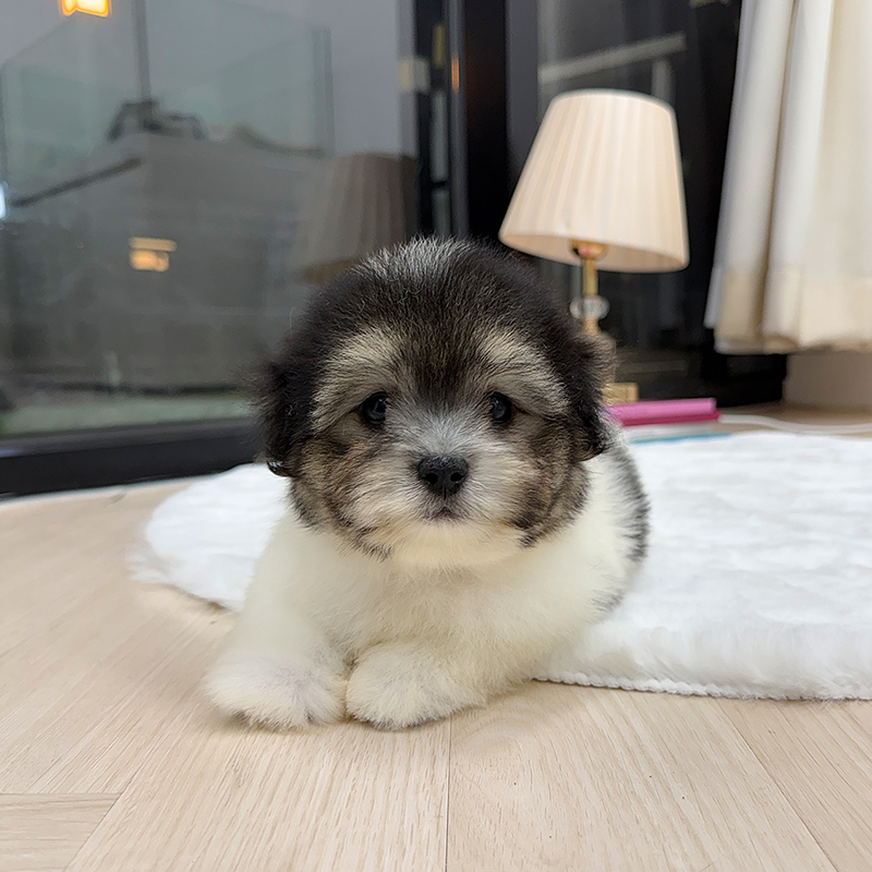 꼬똥 드 툴레아