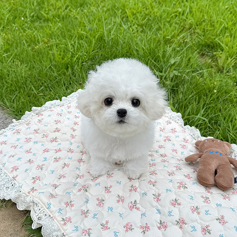 미니 비숑