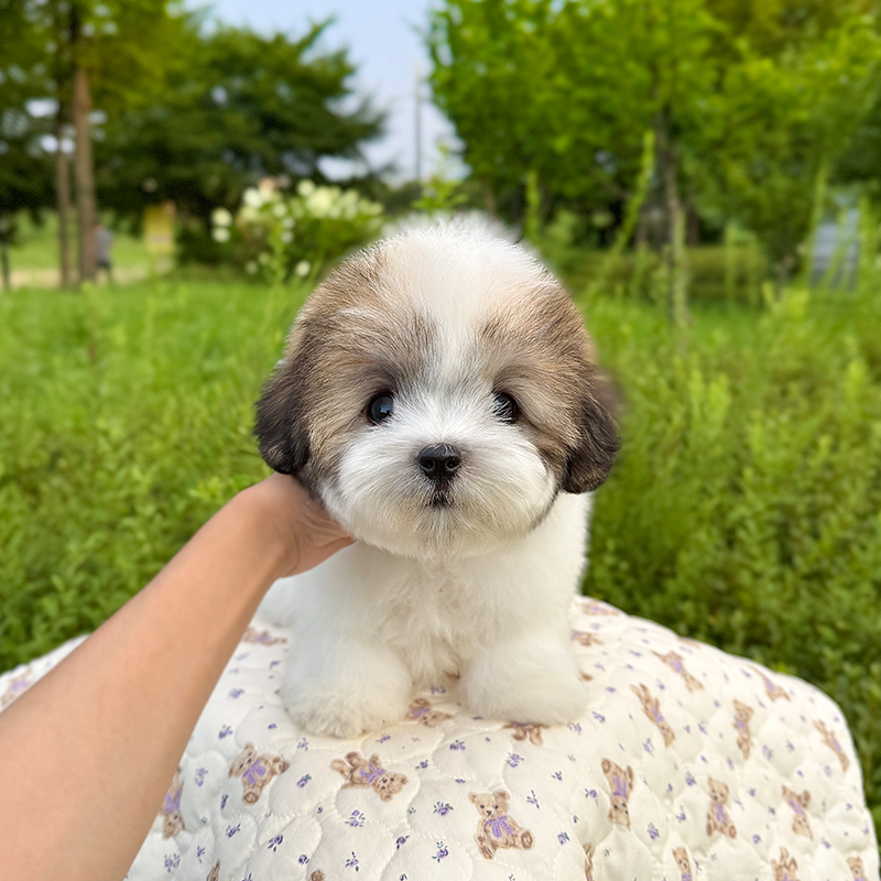 꼬똥 드 툴레아