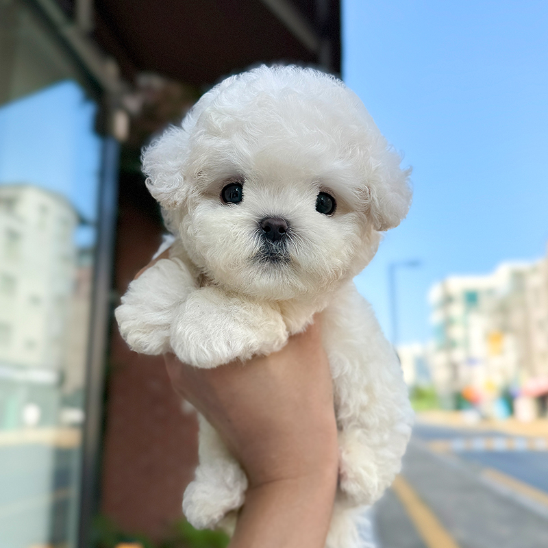 미니 비숑