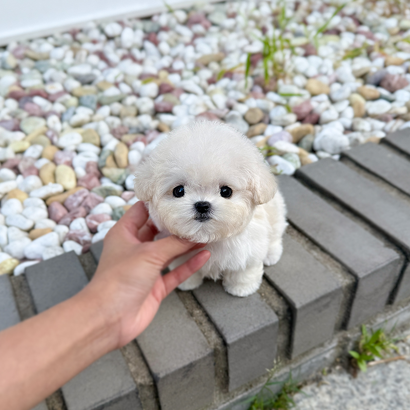 미니 비숑
