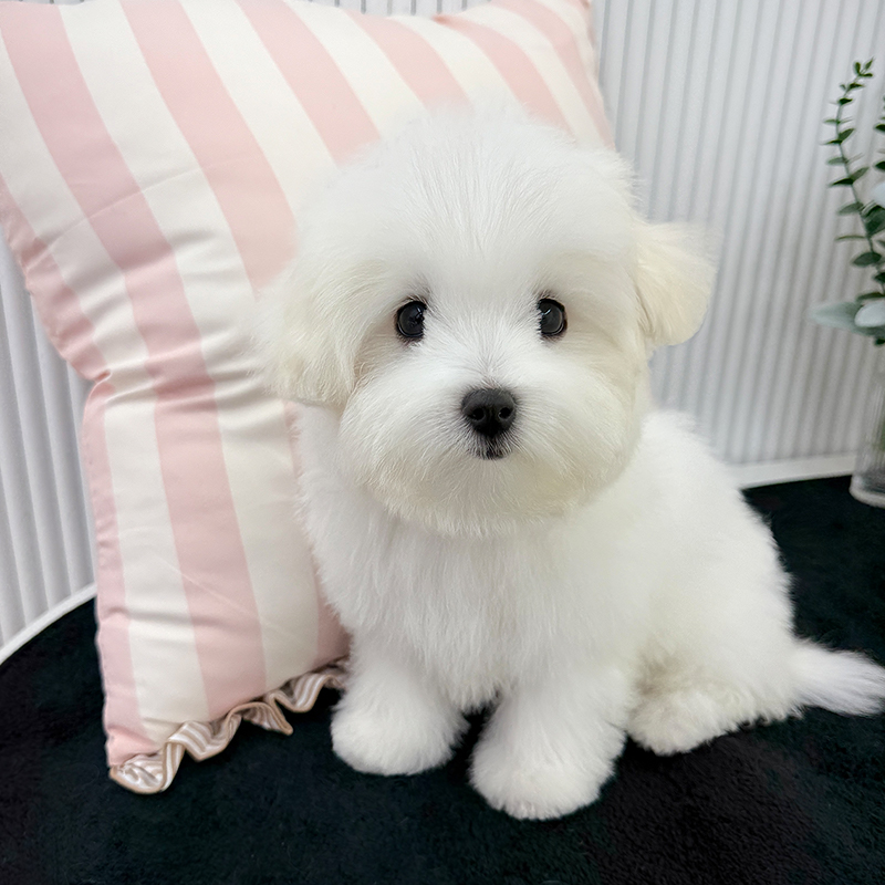 꼬 숑