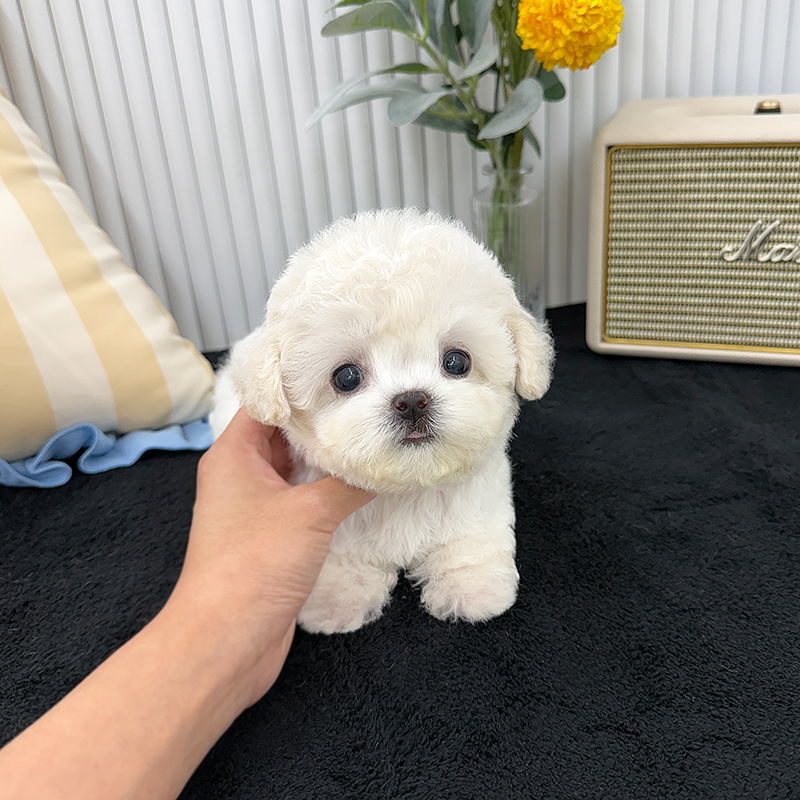 미니 비숑