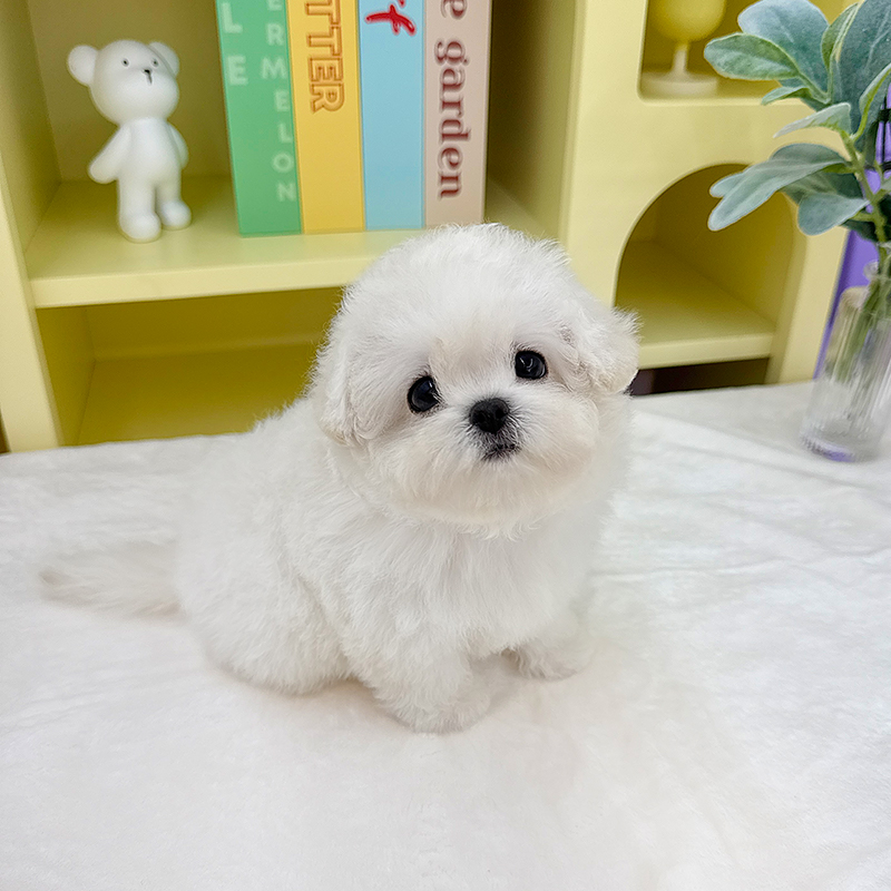 미니 비숑