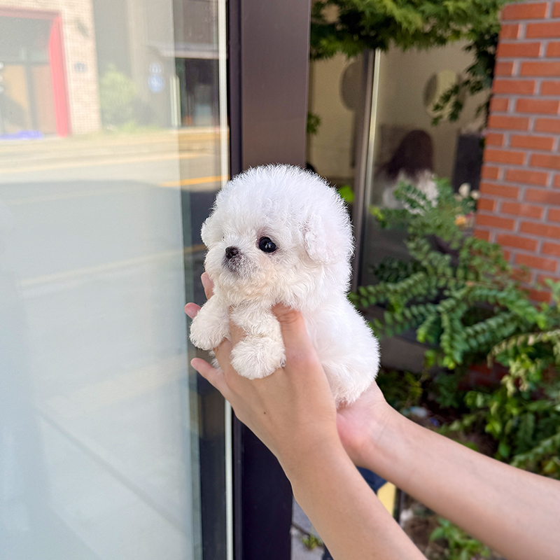 미니 비숑