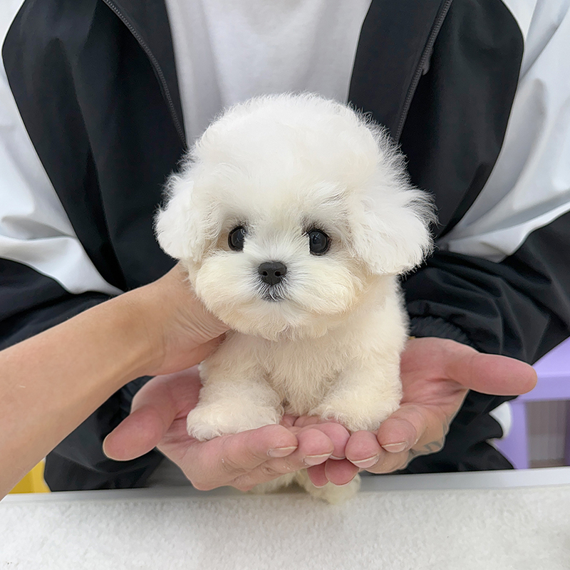 미니 비숑