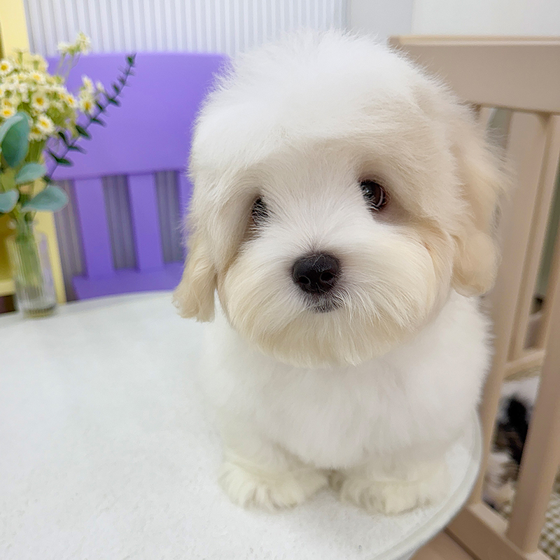 꼬똥 드 툴레아