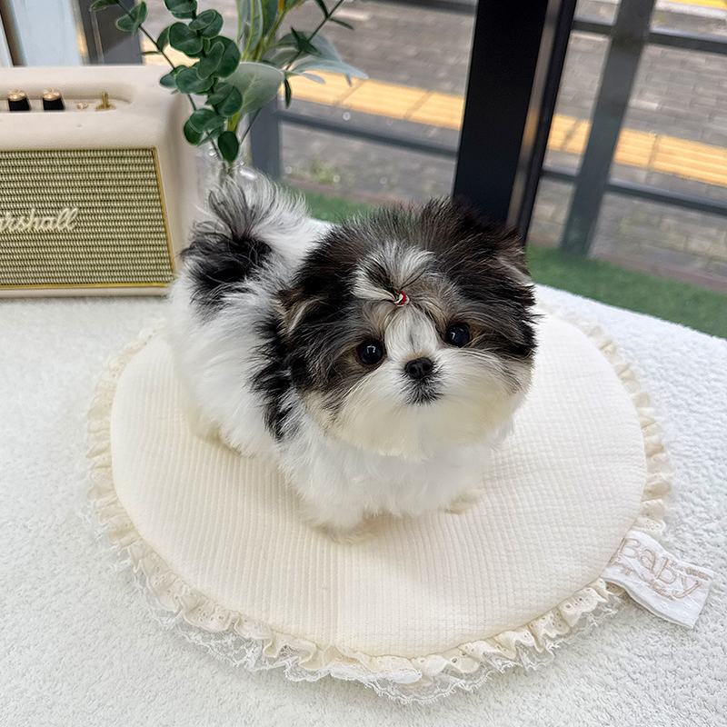 몰 키